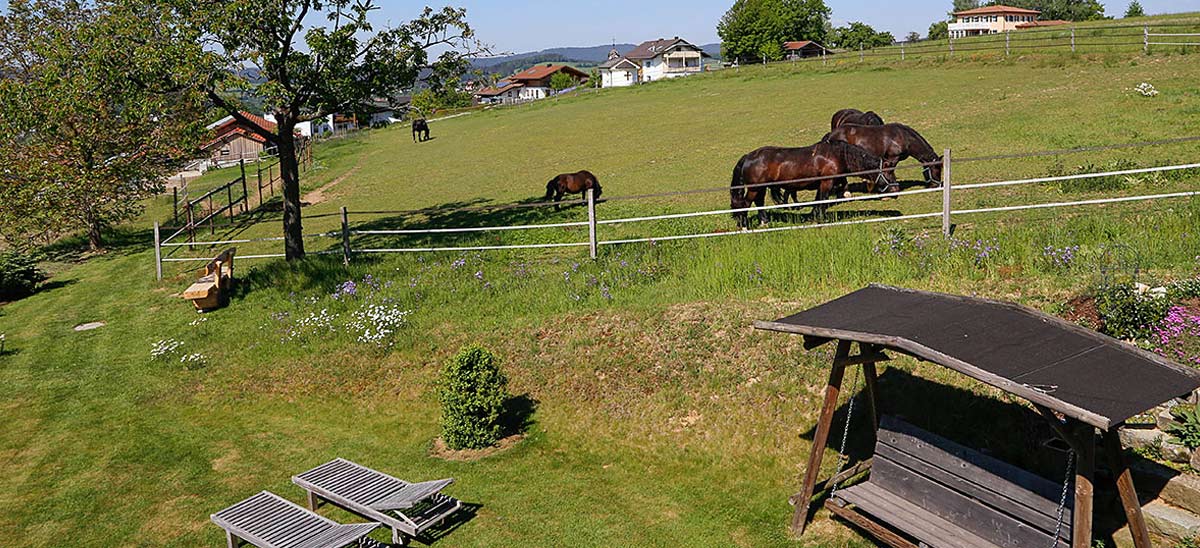 Bummer Fereienhaus Aussicht auf Pferde